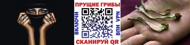 blacksprut ССЫЛКА  Цоци-Юрт  Галлюциногенные грибы GOLDEN TEACHER 